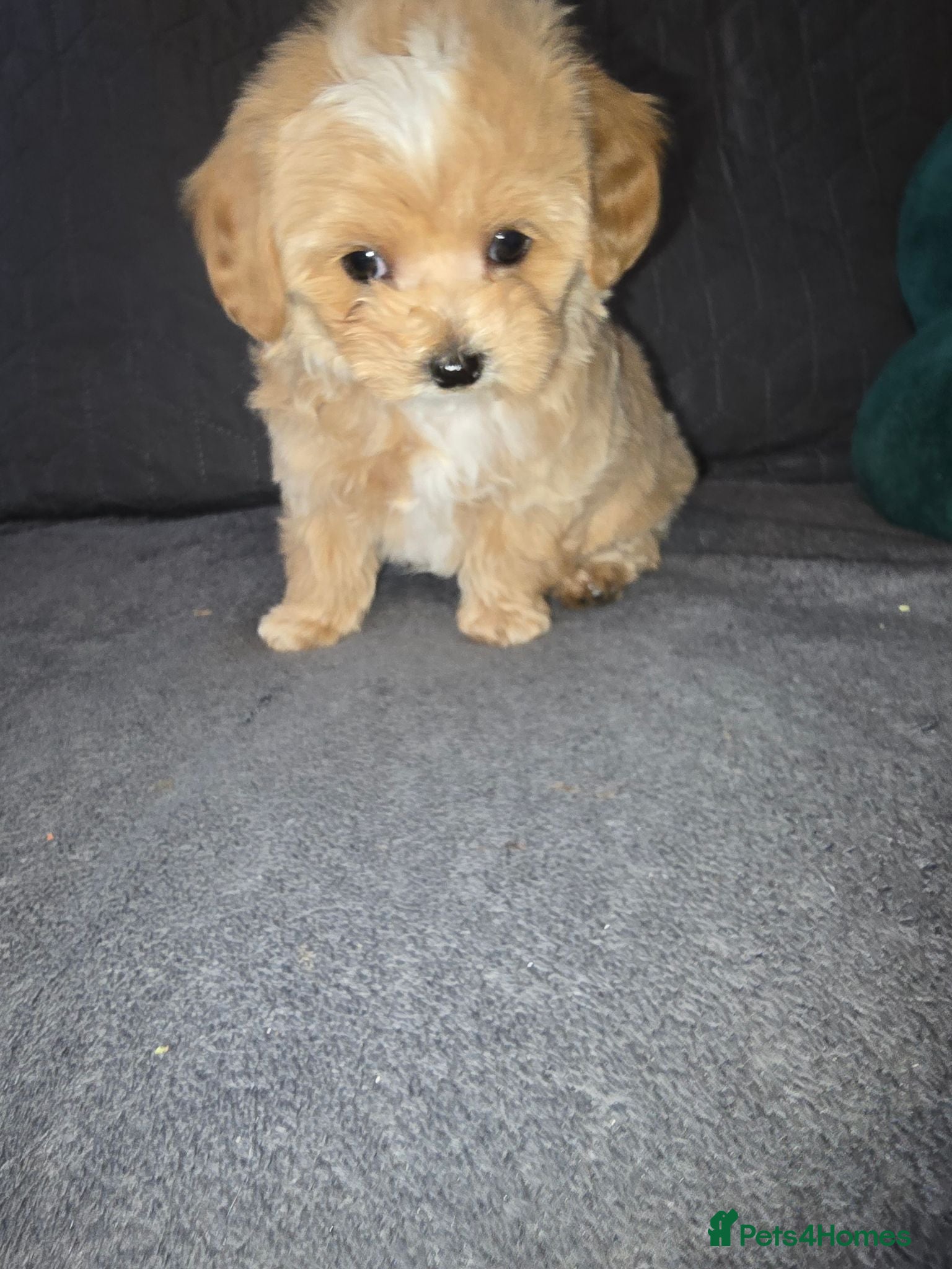 Maltipoo dogs  Beautiful  maltipoo  - Advert 2