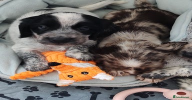 Sprocker dogs - Advert 7