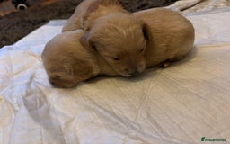 Mixed Breed dogs for sale: Bernedoodle - Image 10