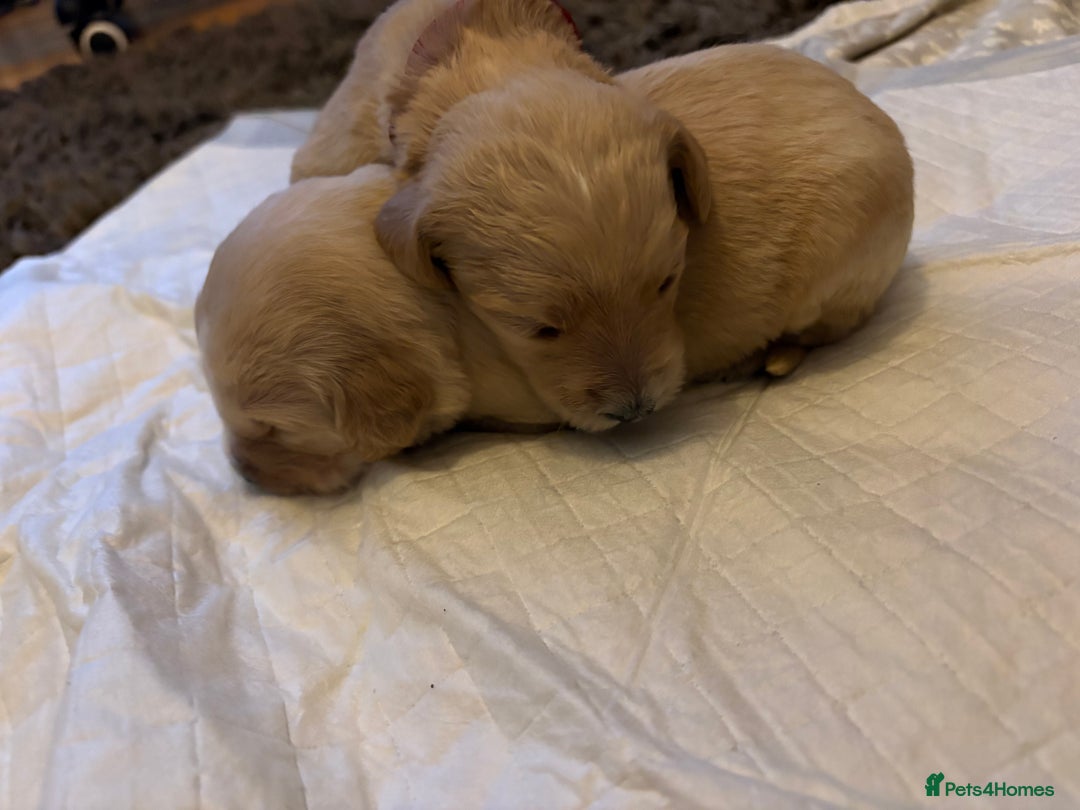 Mixed Breed dogs for sale: Bernedoodle - Image 10