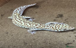 Leopard Gecko reptiles for sale: Female Leopard Gecko  - Image 6