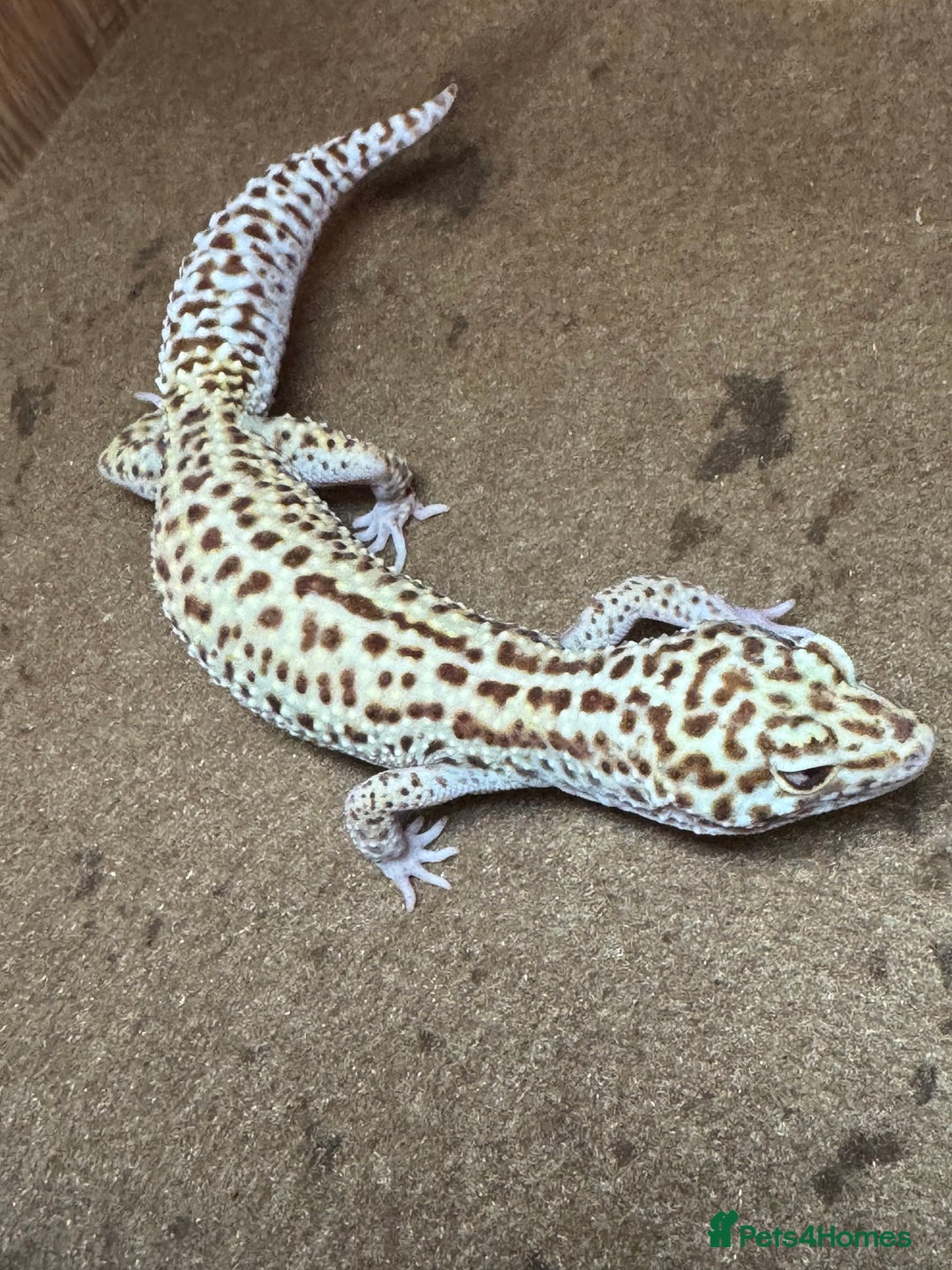 Leopard Gecko reptiles for sale: Female Leopard Gecko  - Image 6