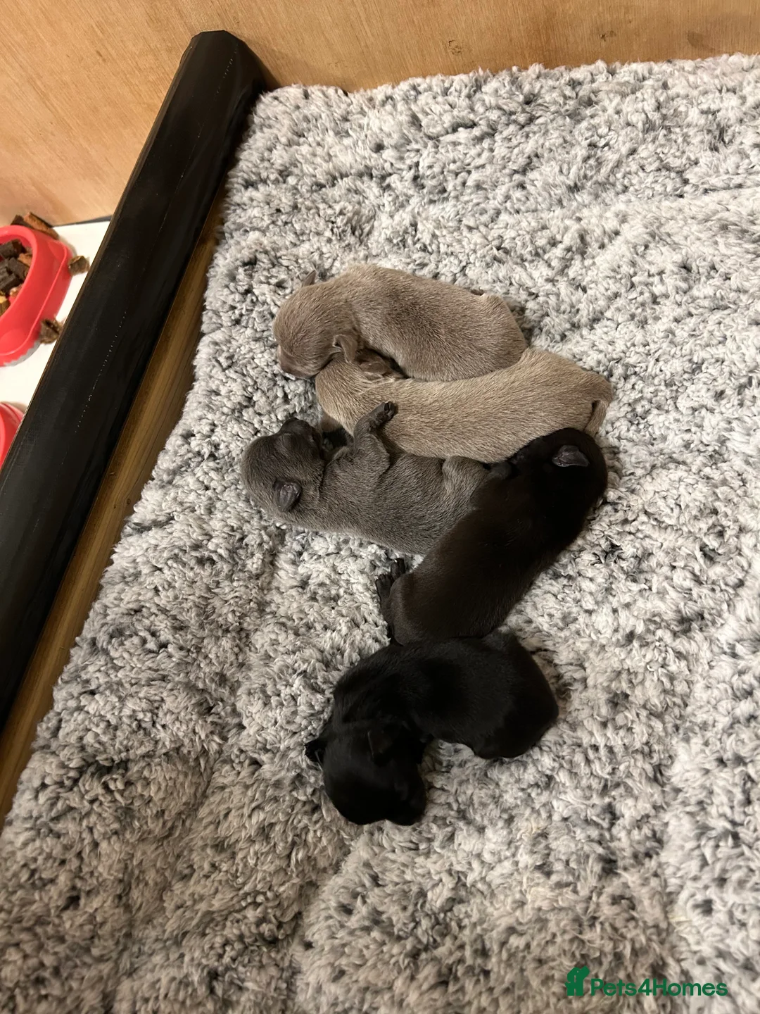 Chihuahua dogs for sale: KC Reg short-hair Chihuahua apple-headed puppies - Advert 15