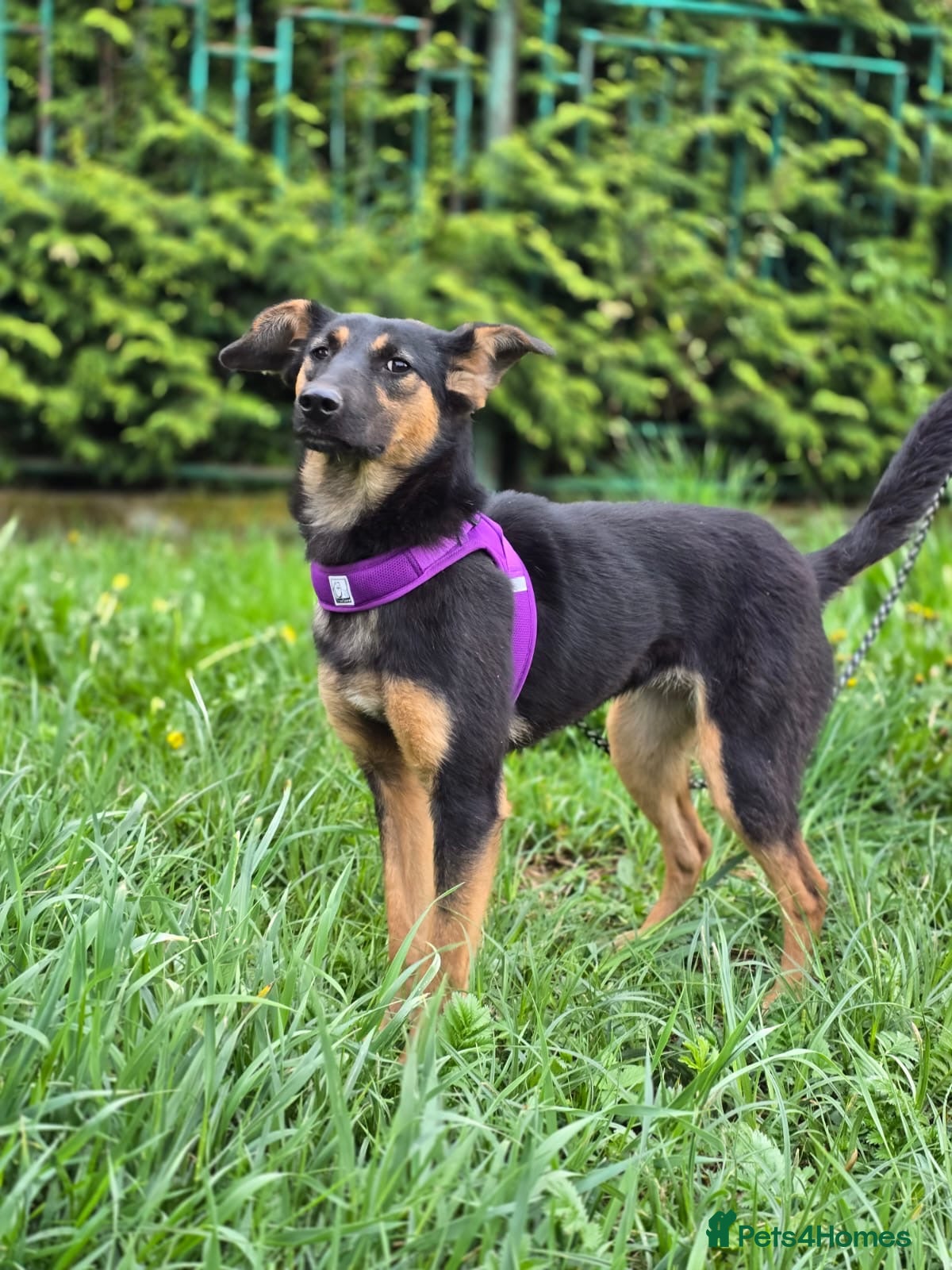 Mixed Breed dogs ❤️🐶 GINA – GENTLE PEOPLE, PLAYFUL DOGS - Advert 3