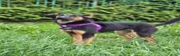 Mixed Breed dogs for adoption: ❤️🐶 GINA – GENTLE PEOPLE, PLAYFUL DOGS in Burton-on-Trent - Advert 16