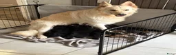 German Shepherd dogs for sale: German shepherd puppies  in Warwick - Advert 10