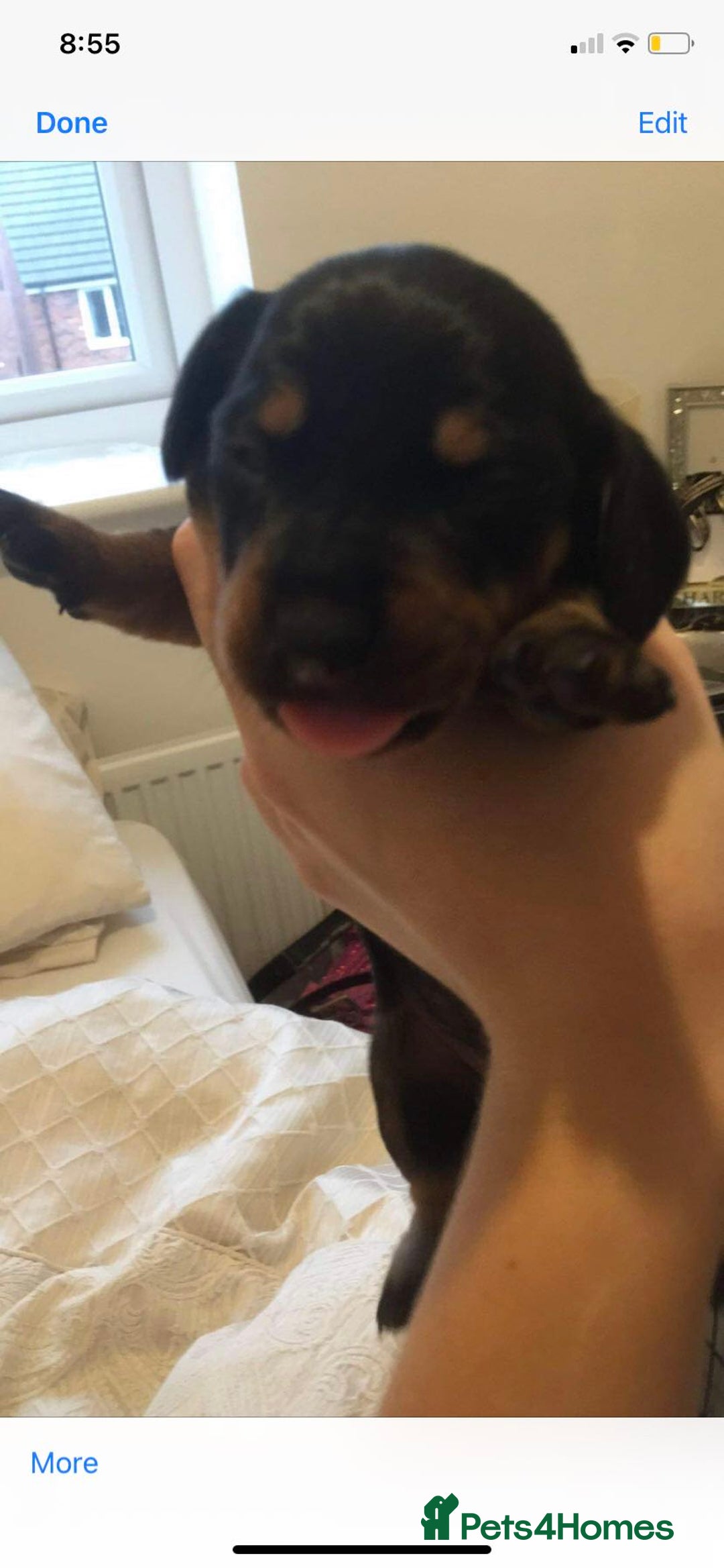 Dachshund dogs for stud: For stud only  in Wakefield - Image 2