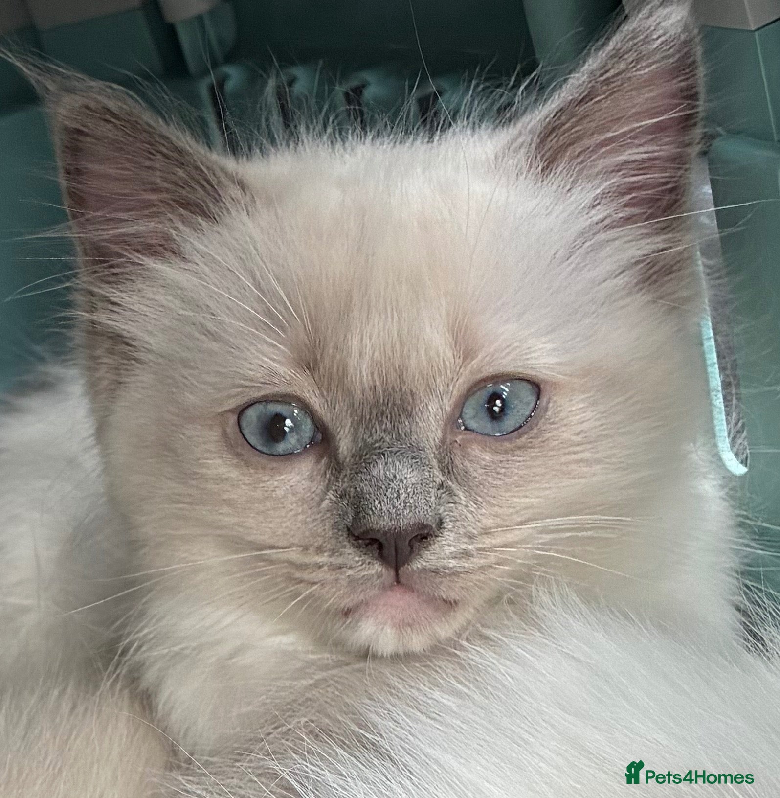 Ragdoll cats GCCF REGISTERED DNA TESTED PARENTS - Advert 7