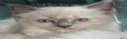 Ragdoll cats for sale: GCCF REGISTERED DNA TESTED PARENTS - Advert 26