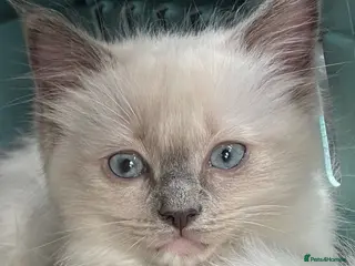 Ragdoll cats GCCF REGISTERED DNA TESTED PARENTS - Advert 7