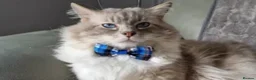 Ragdoll cats for sale: Ragdoll - Advert 3