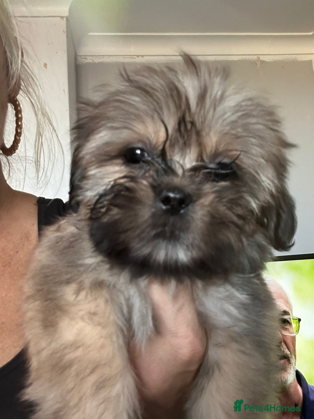 Shih Tzu dogs for sale: Shih tzu pups ready now - Image 6