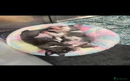 French Bulldog dogs for sale: fully vac Husky Panda Koi Frenchie=last 2ready now - Advert 25