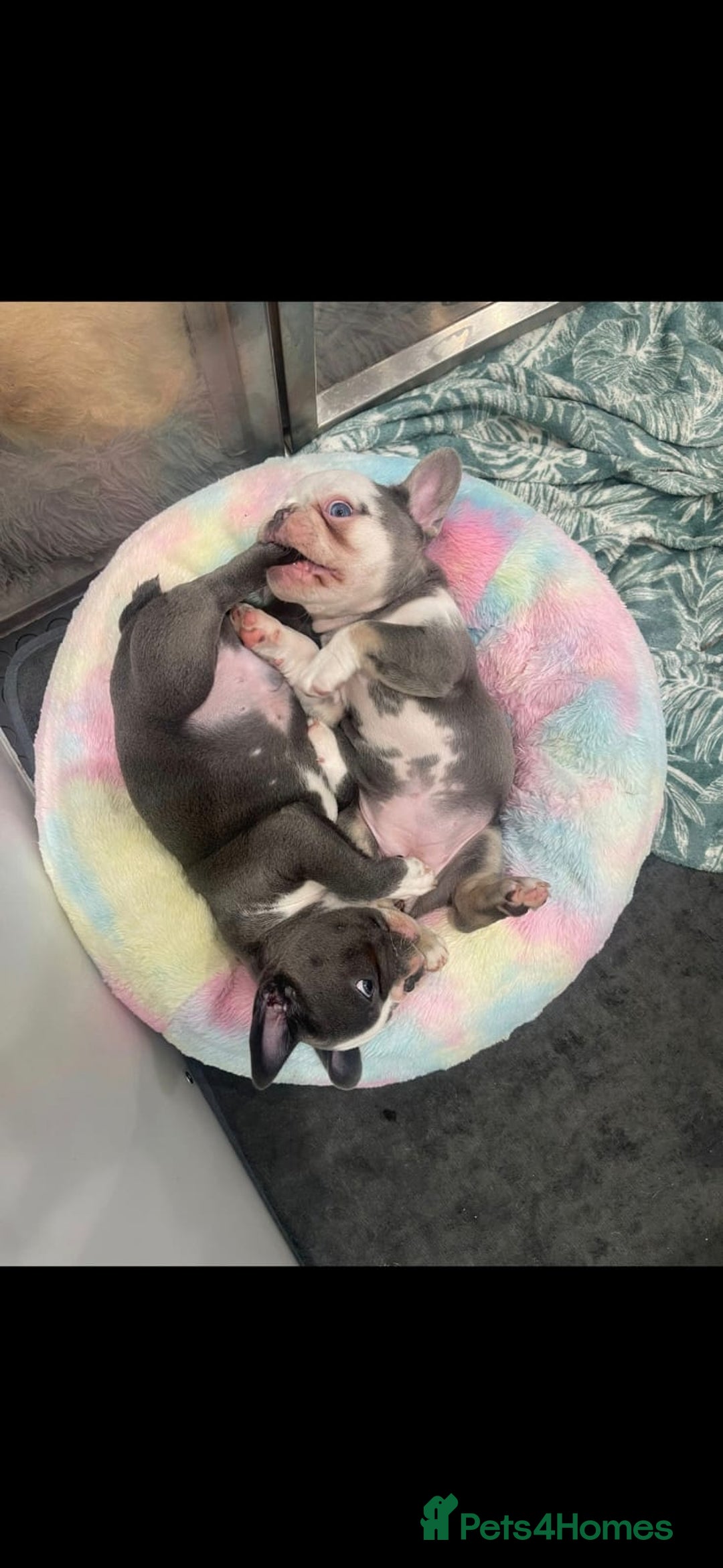 French Bulldog dogs for sale: fully vac Husky Panda Koi Frenchie=last 2ready now - Advert 25