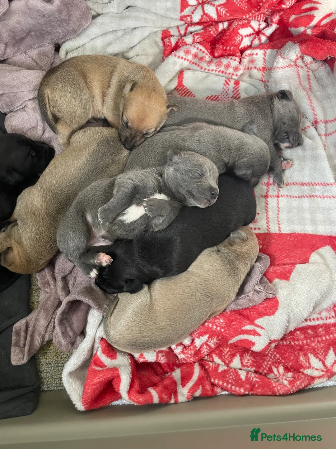 Mixed Breed dogs for sale: Stunning Whippet/Jack puppies  - Advert 2