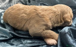 Labradoodle dogs for sale: Labradoodles for Sale! - Image 21