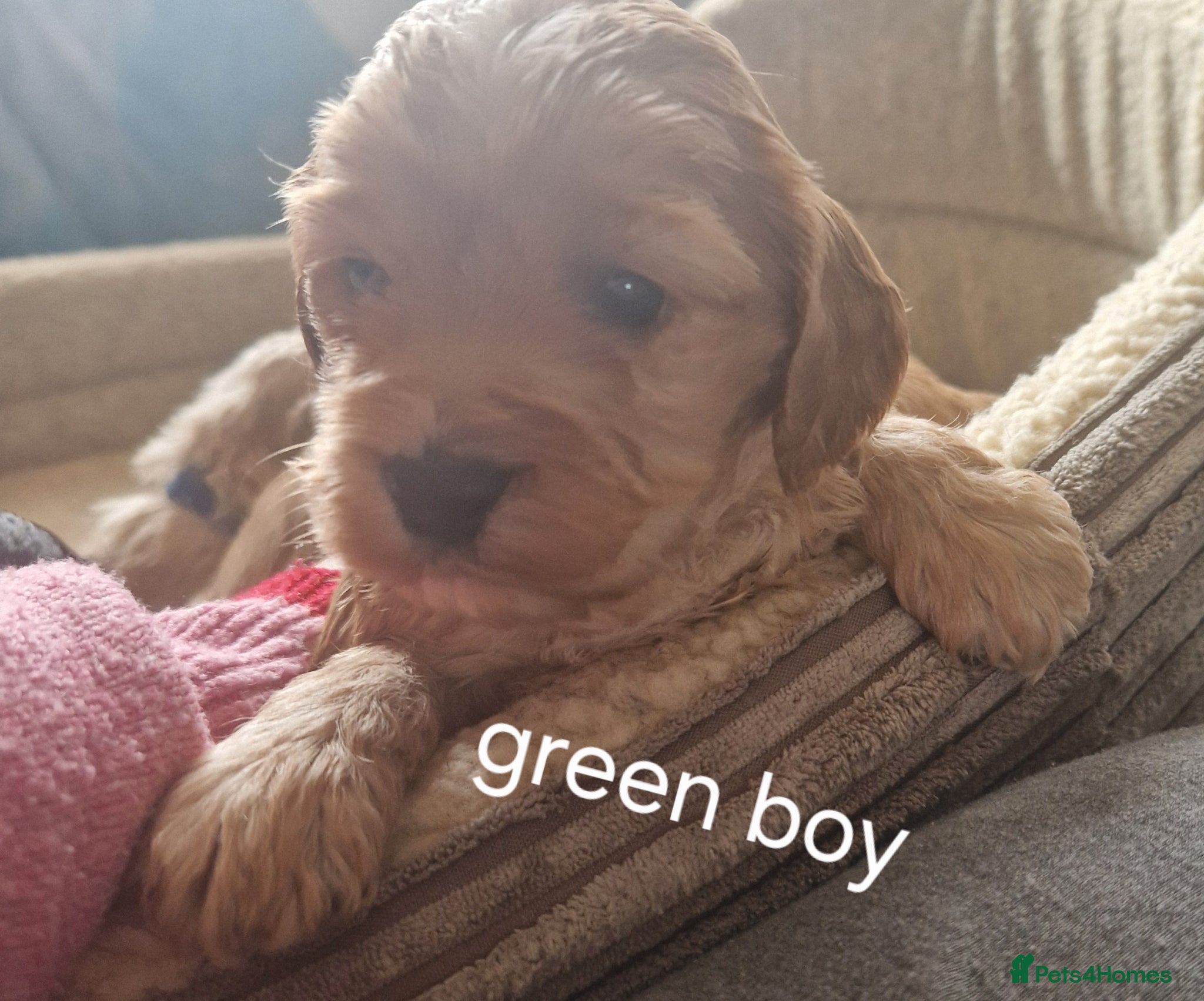 Cockapoo dogs RARE SILVER COCKERPOOS OUTSTANDING - Advert 1