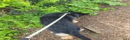 German Shepherd dogs for sale: Chas the GSD - Advert 6