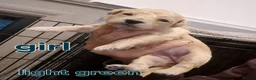 Cavapoochon dogs for sale: Cavapoochons in Bootle - Advert 7