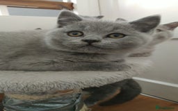 British Shorthair cats for sale: British shorthairs kittens with GCCF pedigree in Taunton - Image 6
