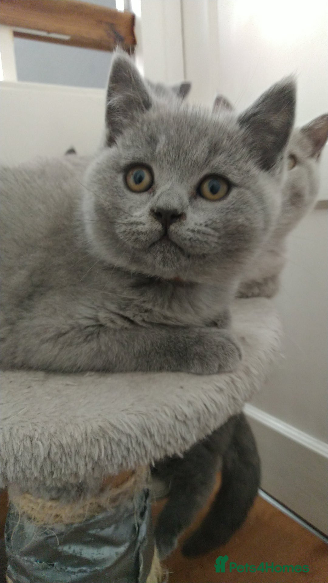 British Shorthair cats for sale: British shorthairs kittens with GCCF pedigree in Taunton - Image 6