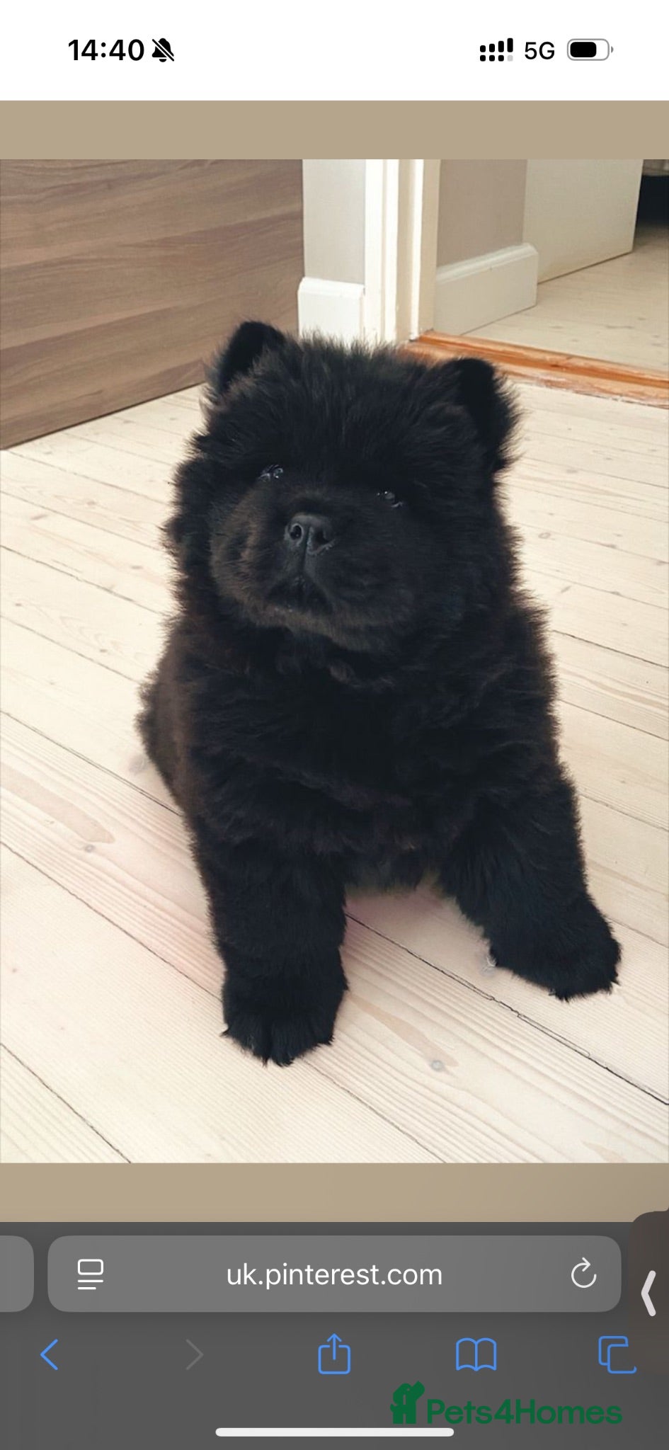 Chow Chow dogs Black Male Chow Chow puppy - Advert 6