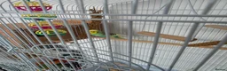 Budgerigars birds for sale: Budgies for sale  in Canvey Island - Advert 2