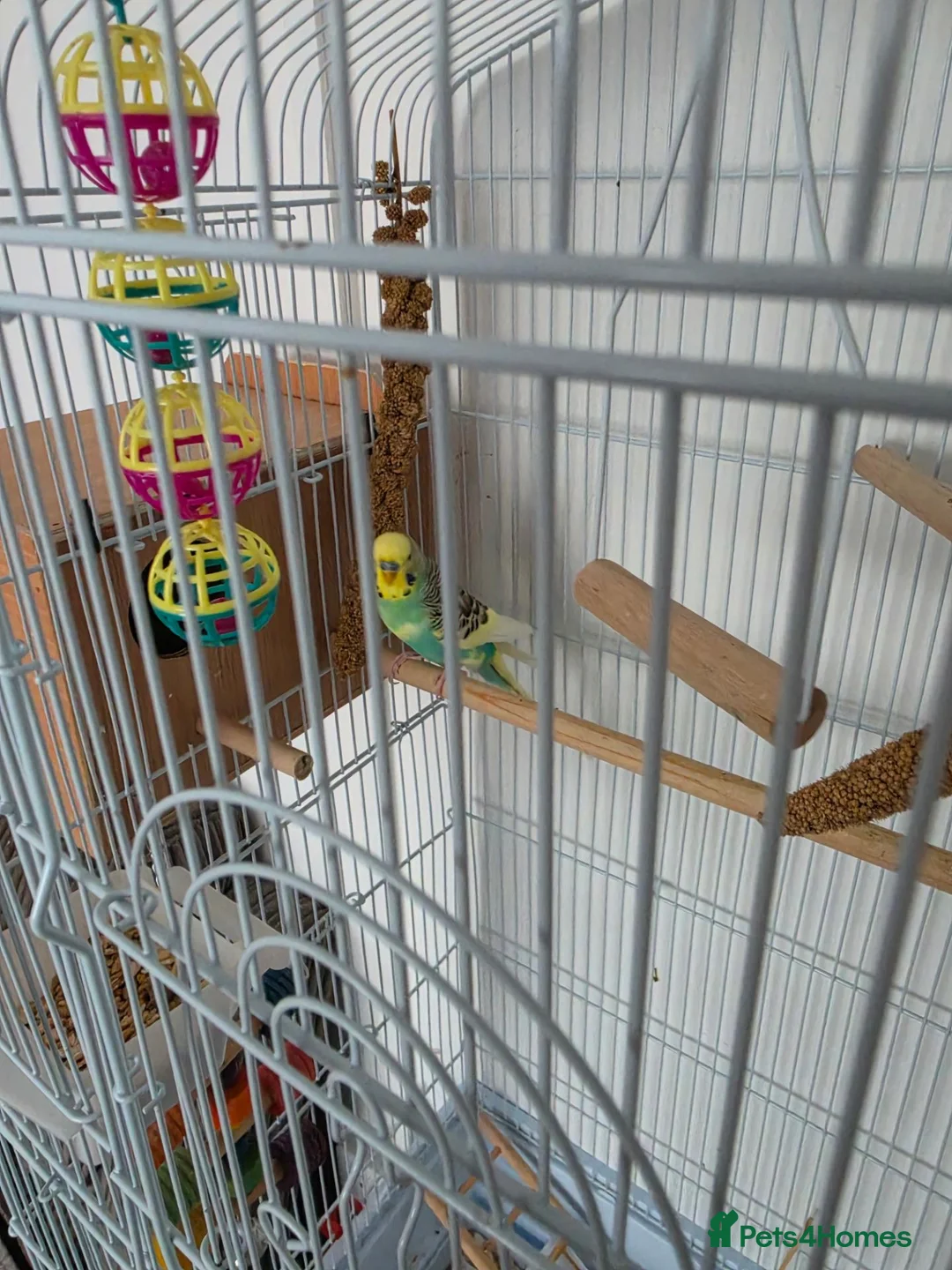 Budgerigars birds for sale: Budgies for sale  in Canvey Island - Advert 2