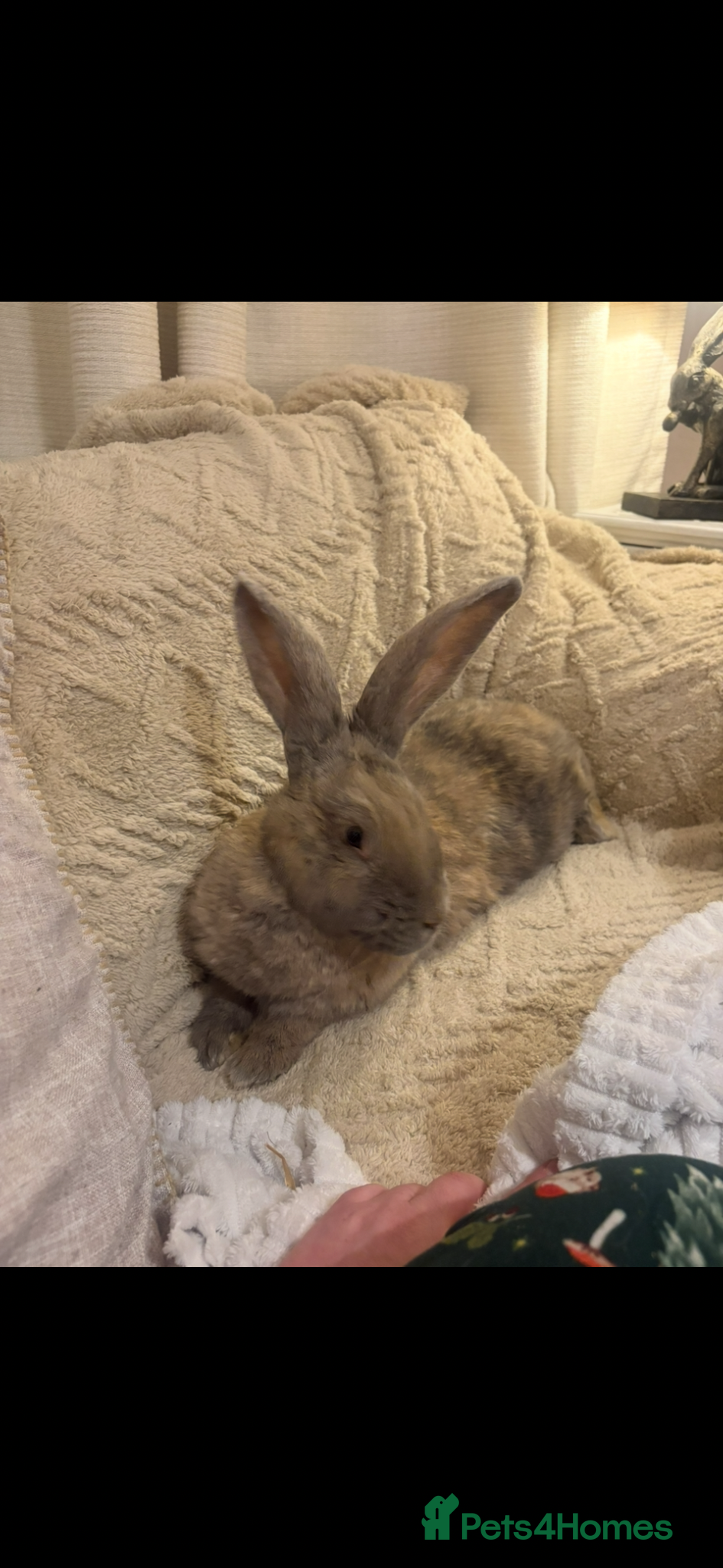 Continental Giant rabbits for sale: One left Lovely continental Giants baby rabbits  - Advert 19
