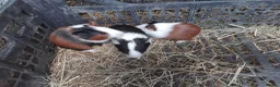Guinea Pig rodents for sale: Swiss, Dalmation,Chocolate, Tort & White baby boys - Advert 13