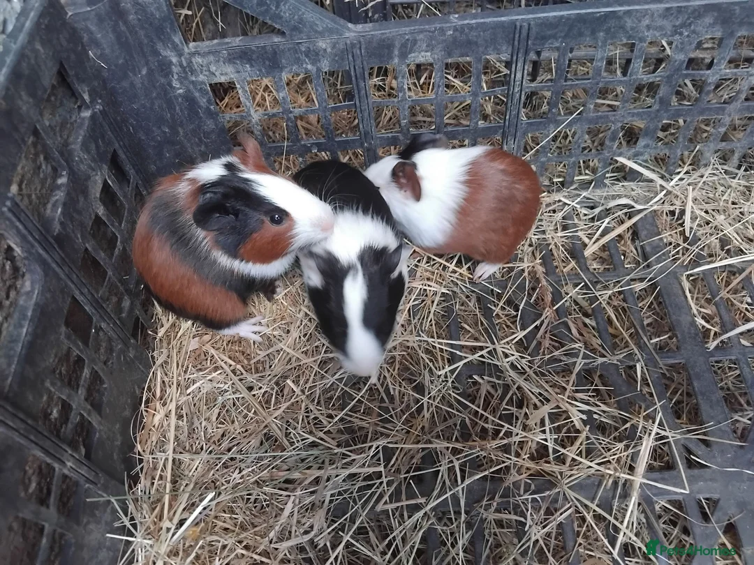 Guinea Pig rodents for sale: Swiss, Dalmation,Chocolate, Tort & White baby boys - Advert 13