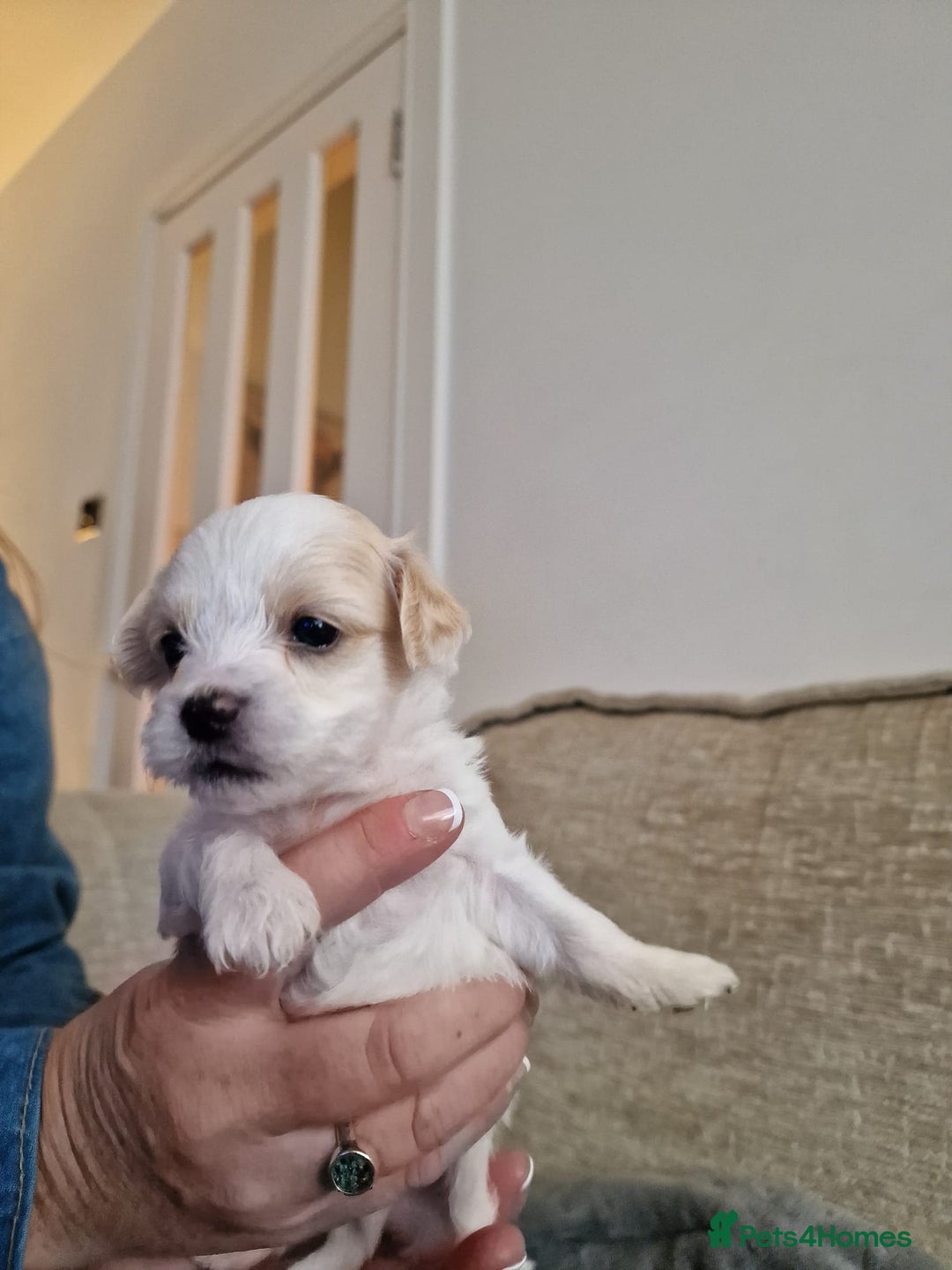 Maltipoo dogs for sale: Minnies maltipoos  - Image 7