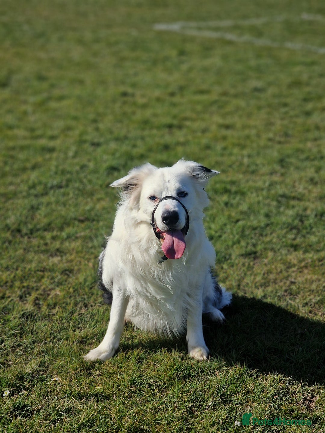 Border Collie dogs for sale: Dog for rehoming - Advert 4