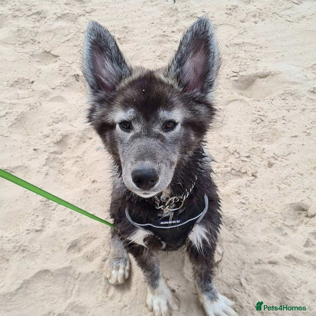 Mixed Breed dogs for sale: German Shepherd X Puppies - Image 21