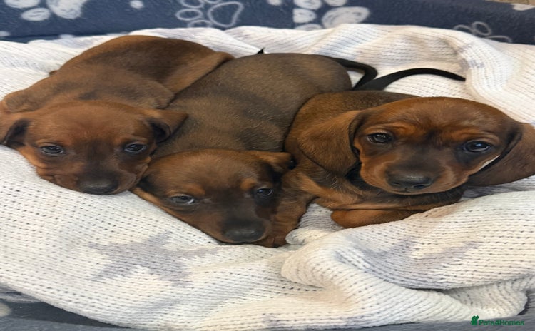 Miniature Dachshund dogs - Advert 14