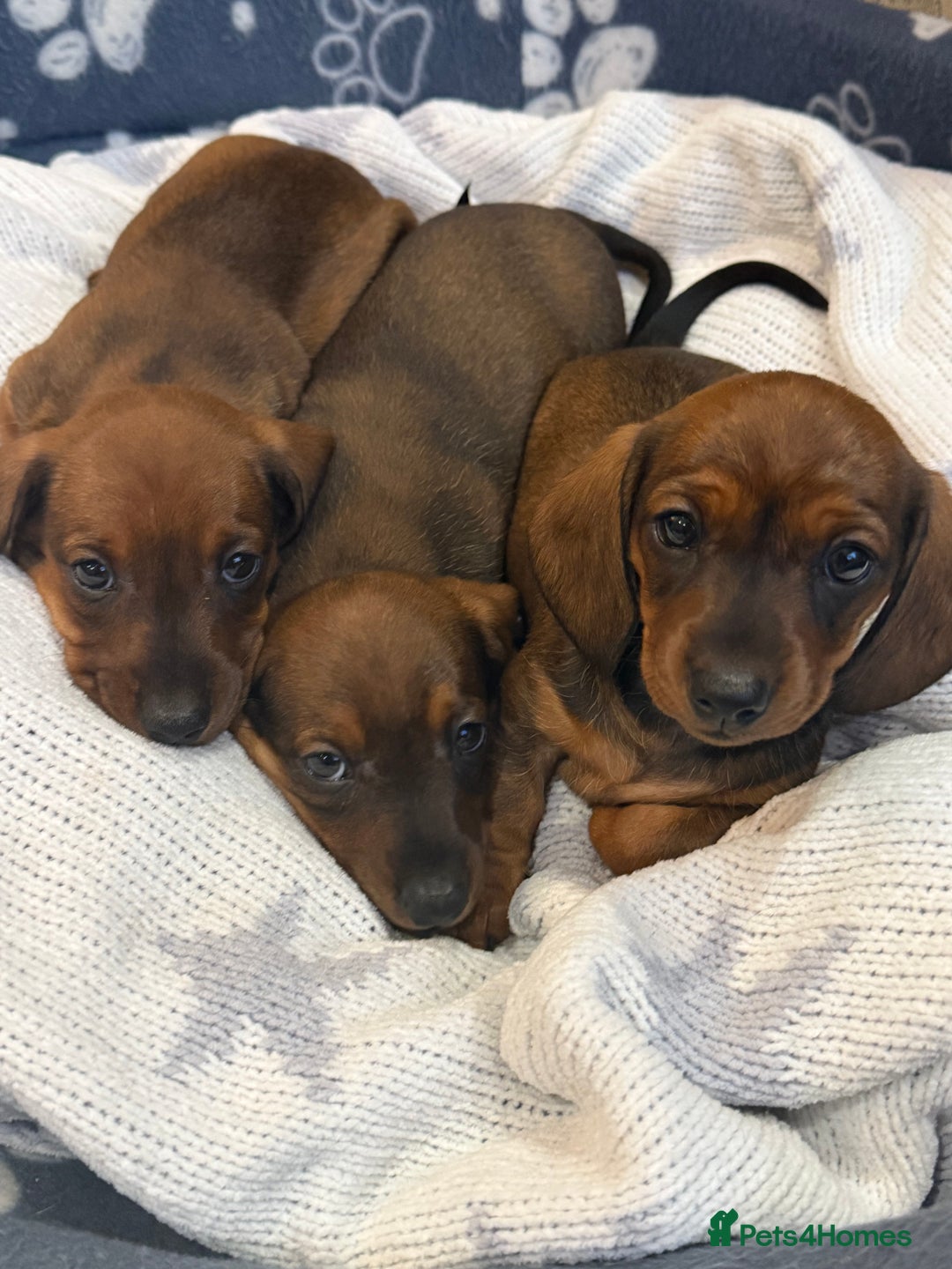 Miniature Dachshund dogs for sale: Miniature Dachshund puppies - Image 1