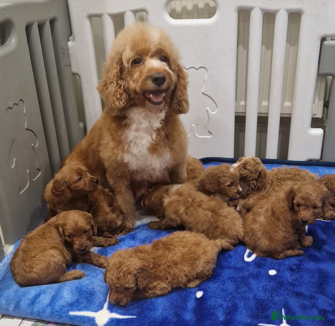 Cockapoo dogs for sale: Beautiful Cockapoo Puppies  - Image 11
