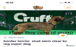 Border Terrier dogs for sale: Border Terrier Pups - Image 29