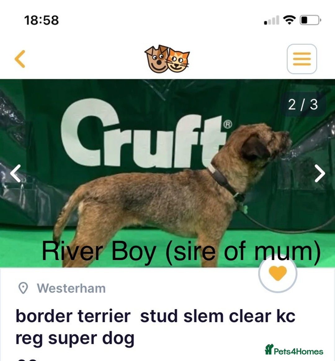 Border Terrier dogs for sale: Border Terrier Pups - Image 29
