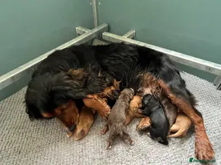 Cocker Spaniel dogs KC COCKER PUPS BLACK WHITE CHOCOLATE TAN TRI RED - Advert 1