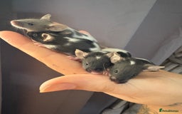 Mouse rodents for sale: Baby mice males and females  in Honiton - Image 12
