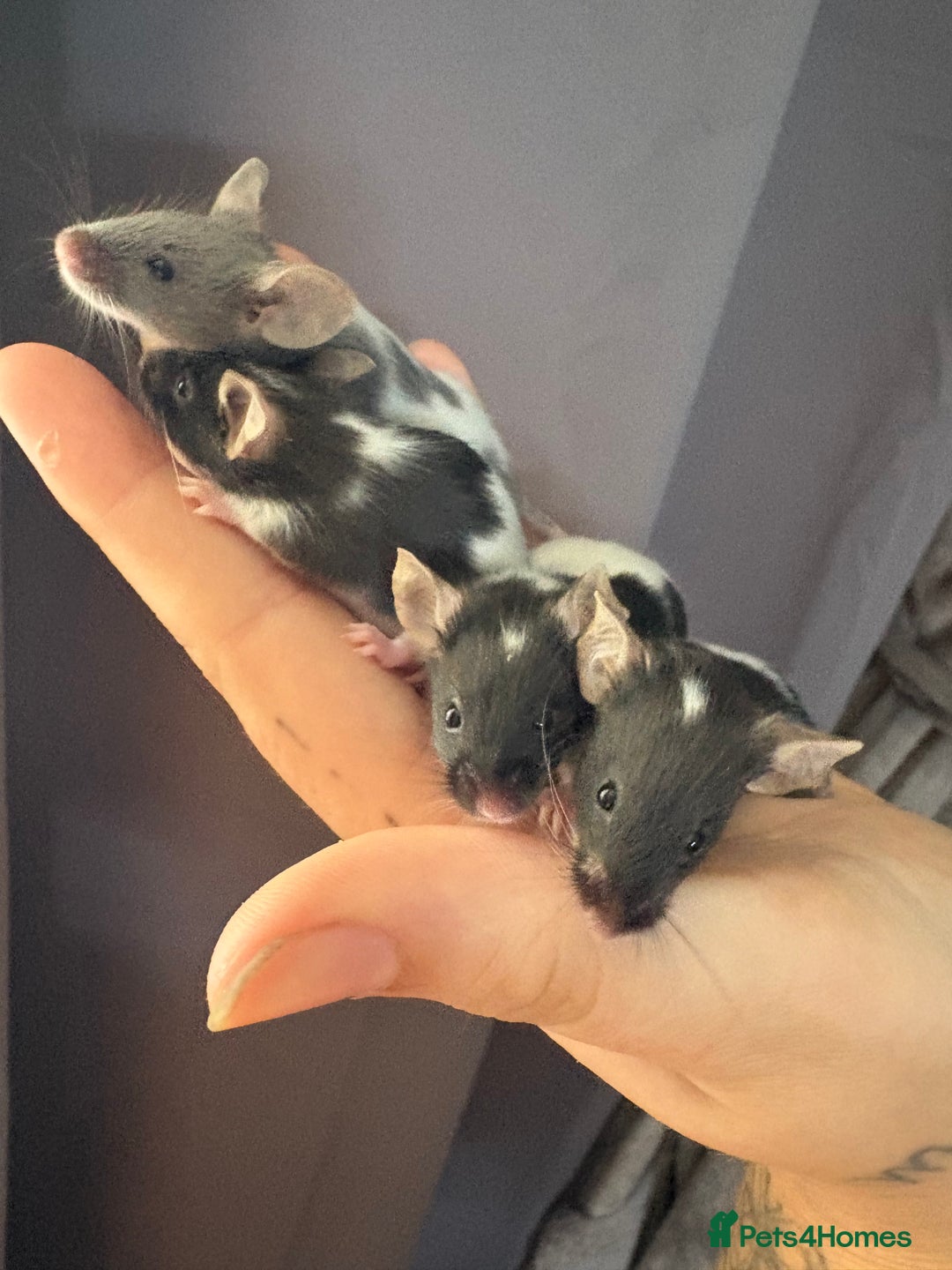 Mouse rodents for sale: Baby mice males and females  in Honiton - Image 12