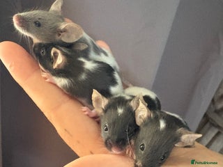 Mouse rodents in Honiton - Advert 1