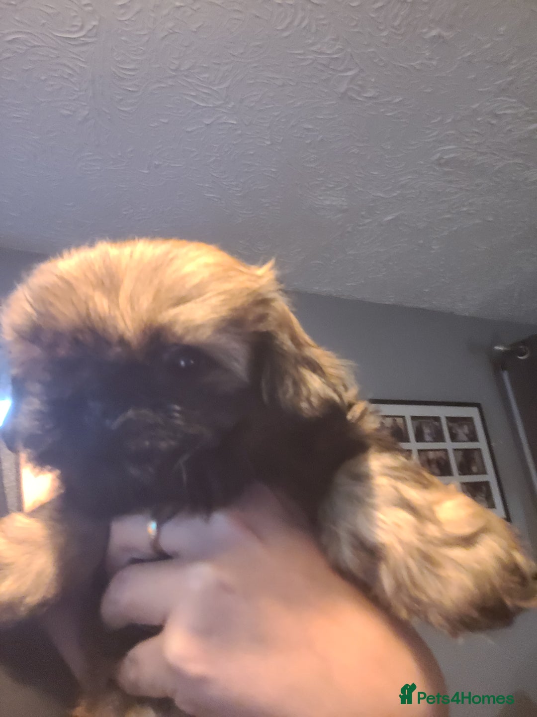 Shih Tzu dogs for sale: One beautiful little girl ready friday - Image 11