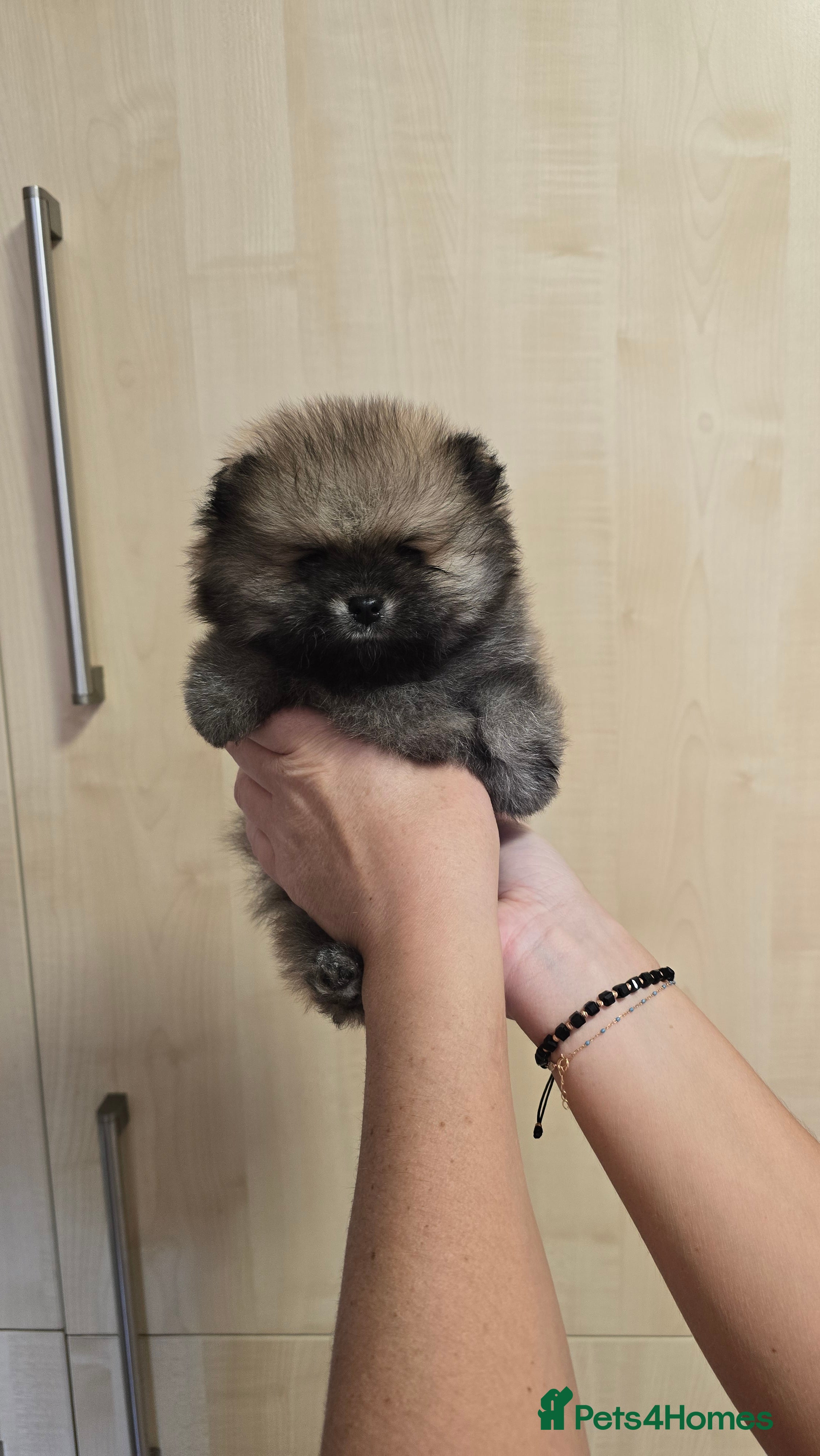 Pomeranian dogs Stunning teddy faces puppys - Advert 1