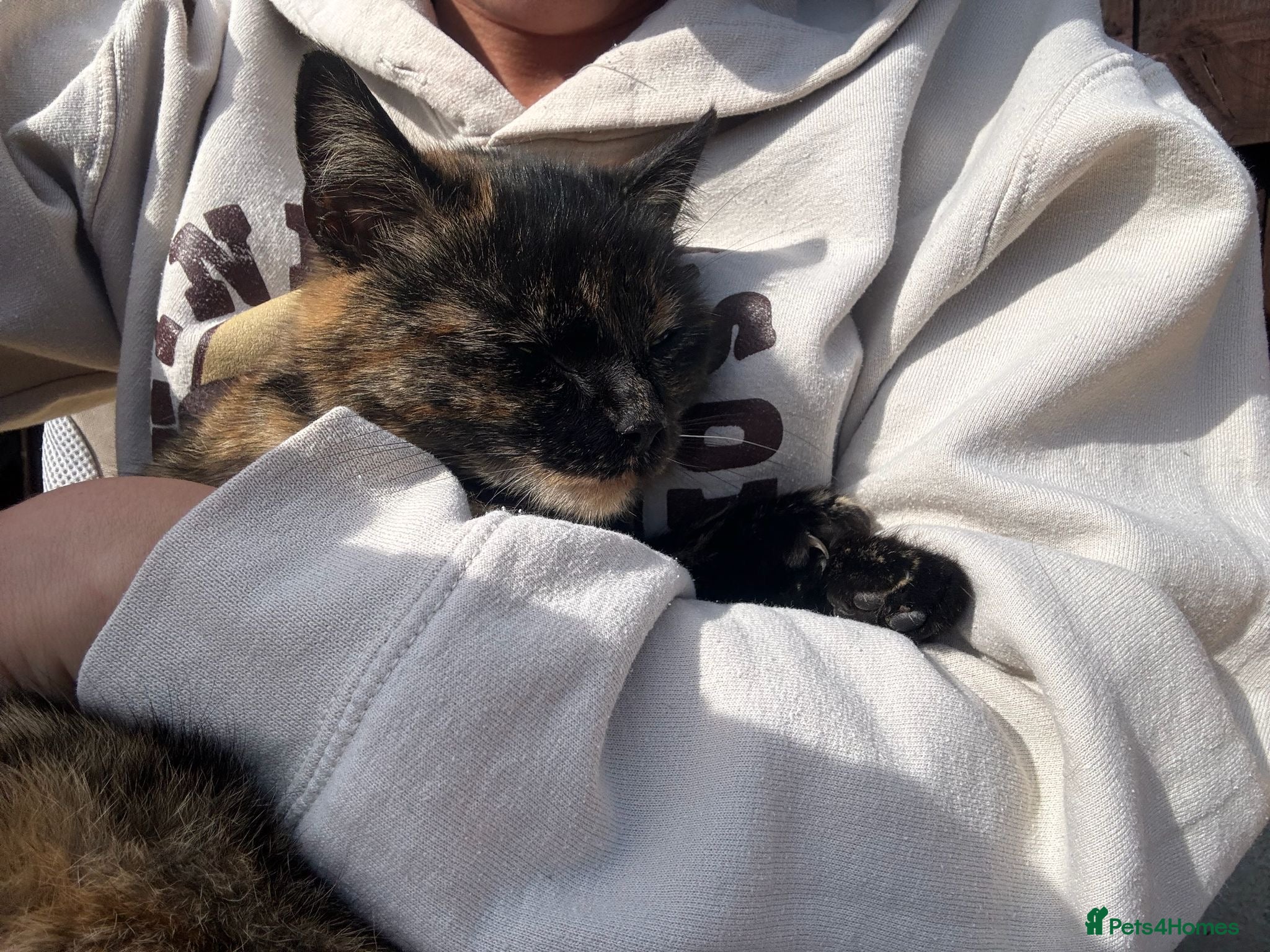 Mixed Breed cats for sale: BEAUTIFUL KITTENS FOR SALE!💕 in Sandbach - Advert 14