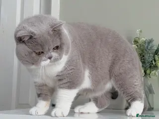 British Shorthair cats Beautiful Lilac Bicolour male kitten - Advert 15