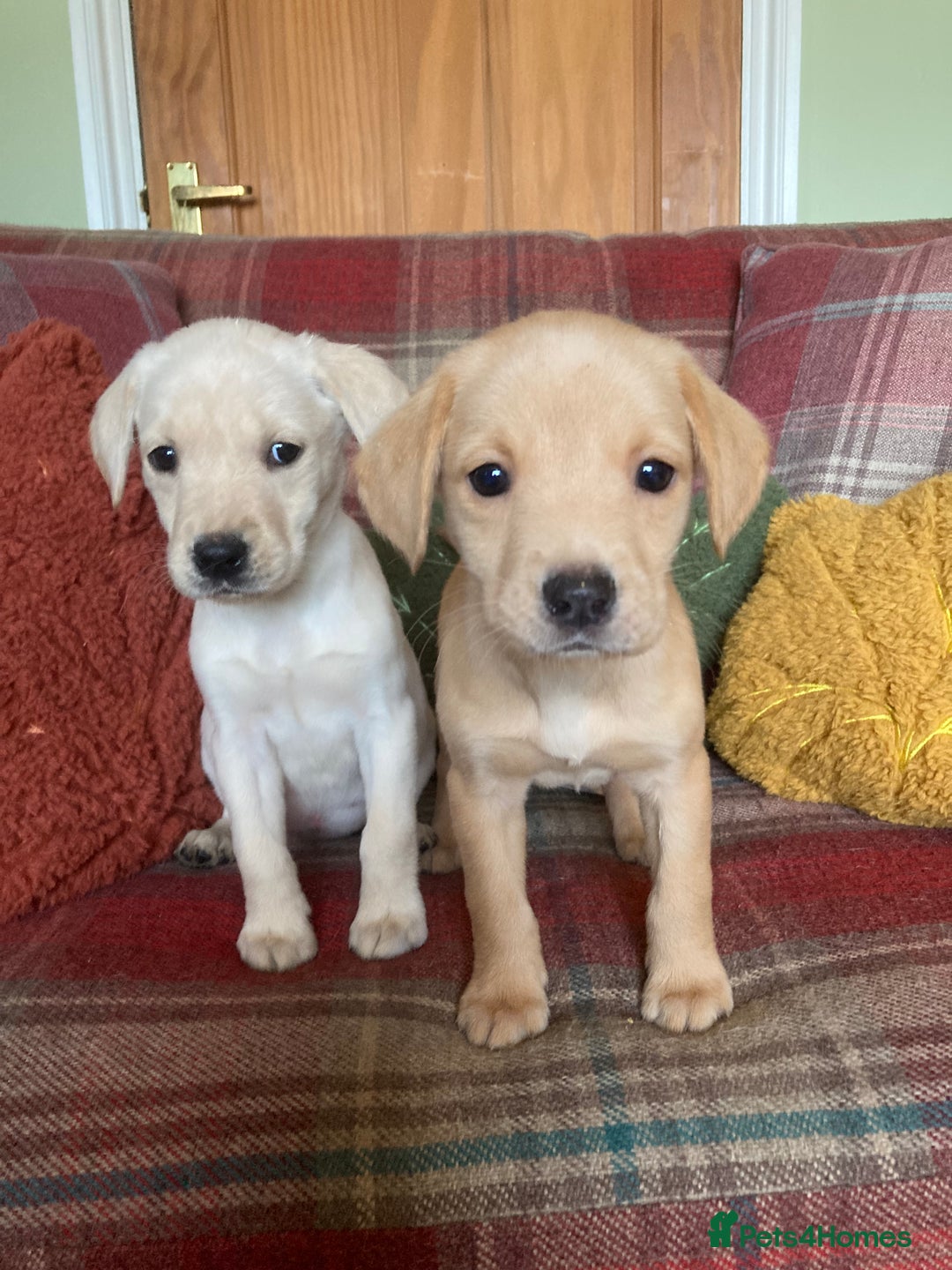 Labrador Retriever dogs for sale: Affectionate and adorable Labrador Puppies - Image 1