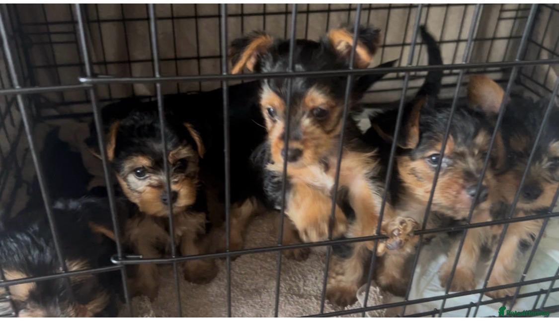 Yorkshire Terrier dogs Yorkshire terrier puppies  - Advert 10