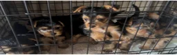 Yorkshire Terrier dogs for sale: Yorkshire terrier puppies  - Advert 2
